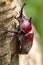 Beetle in Fraxinus suck sap