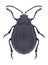 Beetle Galeruca tanaceti