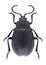 Beetle Galeruca tanaceti