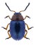 Beetle Gastrophysa polygoni