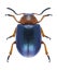 Beetle Gastrophysa polygoni