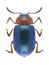 Beetle Gastrophysa polygoni