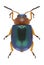 Beetle Gastrophysa polygoni