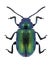 Beetle Gastrophysa viridula