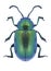 Beetle Gastrophysa viridula