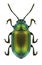 Beetle Gastrophysa viridula