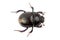 Beetle Geotrupes stercorarius on a white background