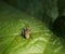 beetle green leaf bokeh background outdoor garden macro summer sunlight