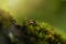 beetle green moss close-up macro bokeh background