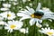 Beetle with green wings on a daisy. Photo of an insect on a white daisy