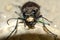 Beetle head jumper close-up