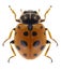 Beetle Hippodamia variegata