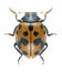 Beetle Hippodamia variegata