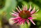 Beetle hitching a ride on an echinacea