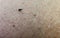 Beetle on the human skin. parasite close-up