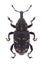 Beetle Hylobius abietis