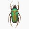 Beetle Insect Arthropod Variation 7 Isolated, Transparent Background