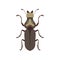 Beetle Insect, Bug Insect Species Top View Flat Vector Illustration