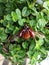 A beetle insect javan rhinoceros Landing on a plant leaf