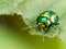 Beetle insect on a leaf