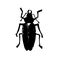 Beetle insect. Nature water beetle and zoology water beetle. Wildlife insect water black beetle ecology detail.