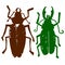 Beetle insect. Nature water beetle and zoology water beetle. Wildlife insect water black beetle ecology detail.