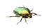 Beetle insect rose chafer isolated