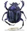 Beetle. Insect watercolor illustration.