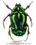 Beetle. Insect watercolor illustration.