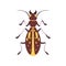 Beetle Insect, Yellow and Brown Bug Top View Flat Vector Illustration
