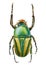 Beetle on isolated white background, watercolor illustration, green scarab