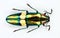 Beetle isolated on white. Metalic green iridescent jewel beetle Chrysochroa saundersi macro. Collection beetles, buprestidae