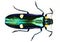 Beetle isolated on white. Metallic green jewel beetle Megaloxantha bicolor macro, buprestidae, collection beetles