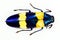 Beetle isolated on white. Yellow blue metallic jewel beetle Chrysochroa mniszechi close up. Buprestidae