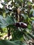 A beetle javan rhinoceros walking on leaf