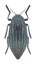 Beetle Julodis andreae obesa