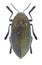 Beetle Julodis ehrenbergii ehrenbergii
