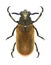 Beetle Labidostomis cyanicornis