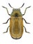 Beetle Labidostomis cyanicornis female