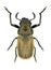 Beetle Labidostomis cyanicornis male