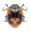 Beetle Ladybird Adalia bipunctata