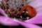 Beetle Ladybird Adalia bipunctata