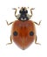 Beetle Ladybird Adalia bipunctata