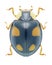 Beetle Ladybird Harmonia axyridis