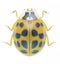 Beetle Ladybird Harmonia axyridis