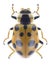 Beetle Ladybird Hippodamia tredecimpunctata