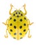 Beetle Ladybird Psyllobora vigintiduopunctata