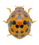 Beetle Ladybird Subcoccinella vigintiquatuorpuncta