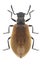 Beetle Lagria hirta