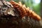 beetle larvae crawling on tree